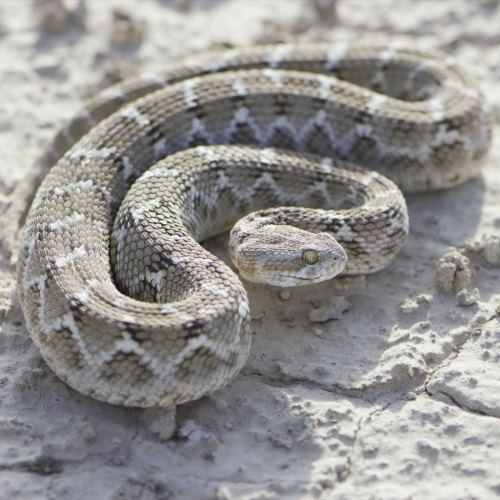 <strong>Saw–skaled viper</strong>